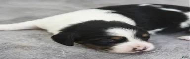 Black and Tan Brindle Piebald Male 