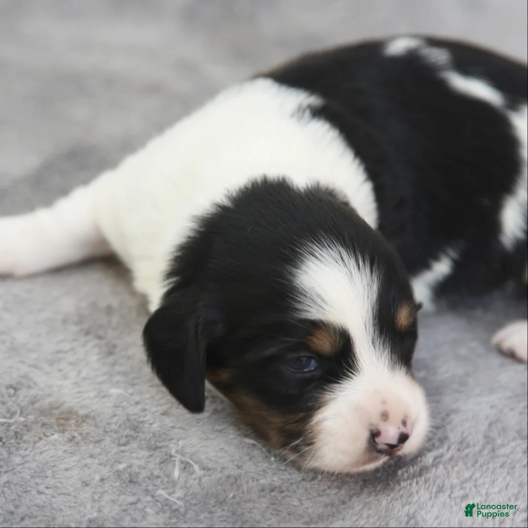 Dachshund dogs for sale: Black and Tan Brindle Piebald Male  - Ad 1