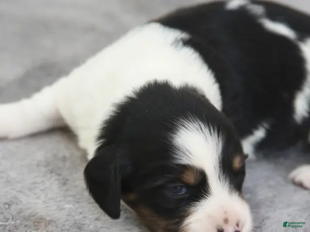 Dachshund dogs for sale: Black and Tan Brindle Piebald Male - Ad 1