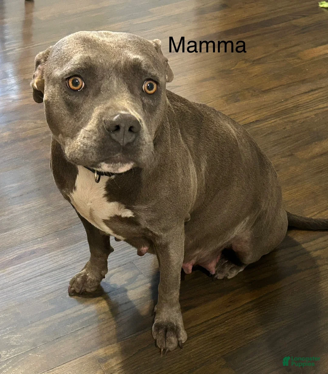 Mixed Breed dogs for sale: Brown girl - Ad 2