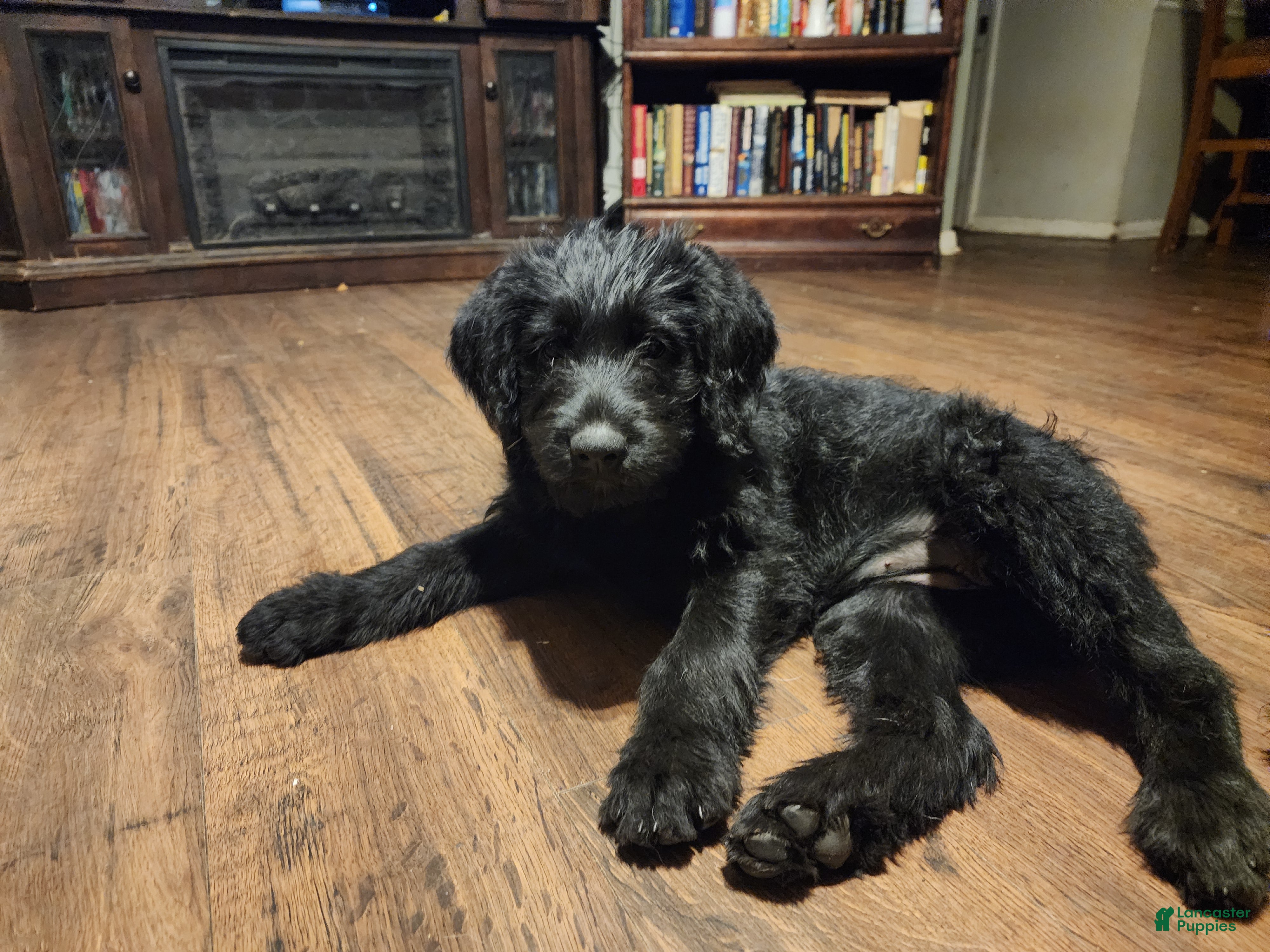 Labradoodle dogs for sale: Labradoodle green collar - Ad 1