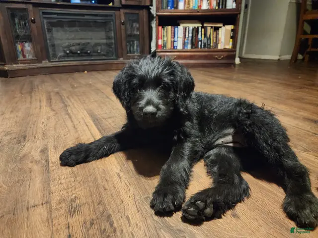 Labradoodle dogs for sale: Labradoodle green collar - Ad 1