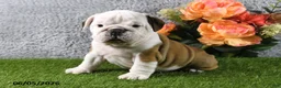 English Bulldog dogs for sale: Macey - Ad 3