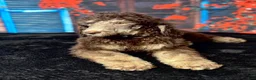 Standard Poodle dogs for sale: Bella - Ad 3
