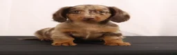 Dachshund dogs for sale: Duke - Ad 5
