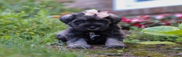 Miniature Schnauzer dogs for sale: Millie - Ad 29