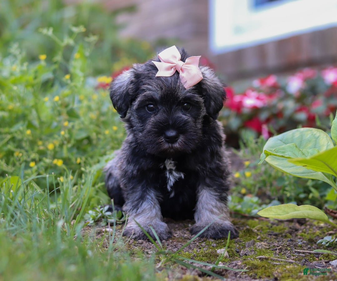 Miniature Schnauzer dogs for sale: Millie - Ad 29