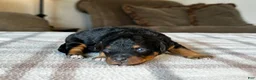 Mixed Breed dogs for sale: Black & Tan Micro Bernedoodle - Ad 7