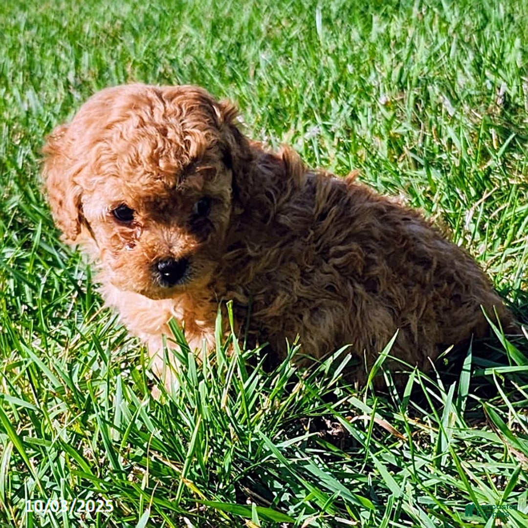 Cavapoo dogs for sale: Jake - Ad 25