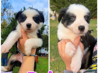 Mixed Breed dogs - Ad 35