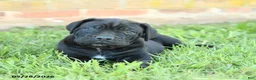 Cane Corso dogs for sale: Dallas - Ad 3