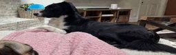 Border Collie dogs for sale: Border Collie Puppy 3 - Ad 8