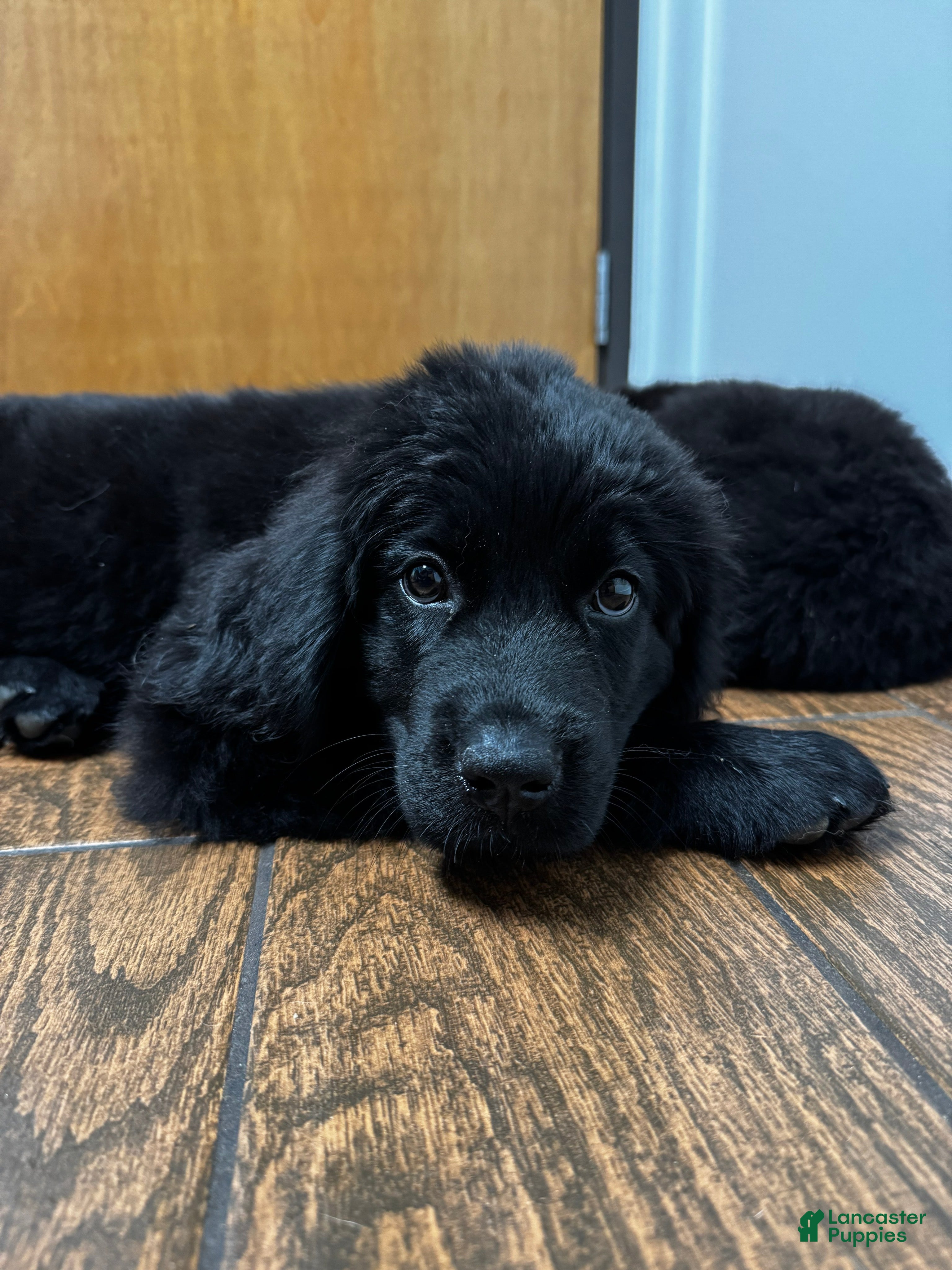 Breed Newfoundland Lab Mix Puppies For Sale Newfoundland
