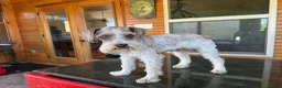 Miniature Schnauzer dogs for sale: Miniature Schnauzer 5 - Ad 6