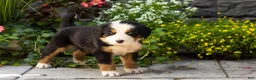 Bernese Mountain Dog dogs for sale: Macy  - Ad 3