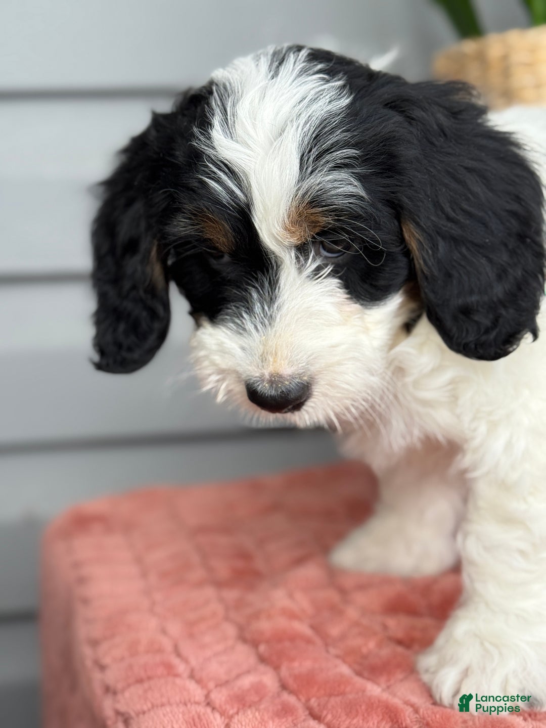 Mini Bernedoodle dogs for sale: Fern - Ad 3