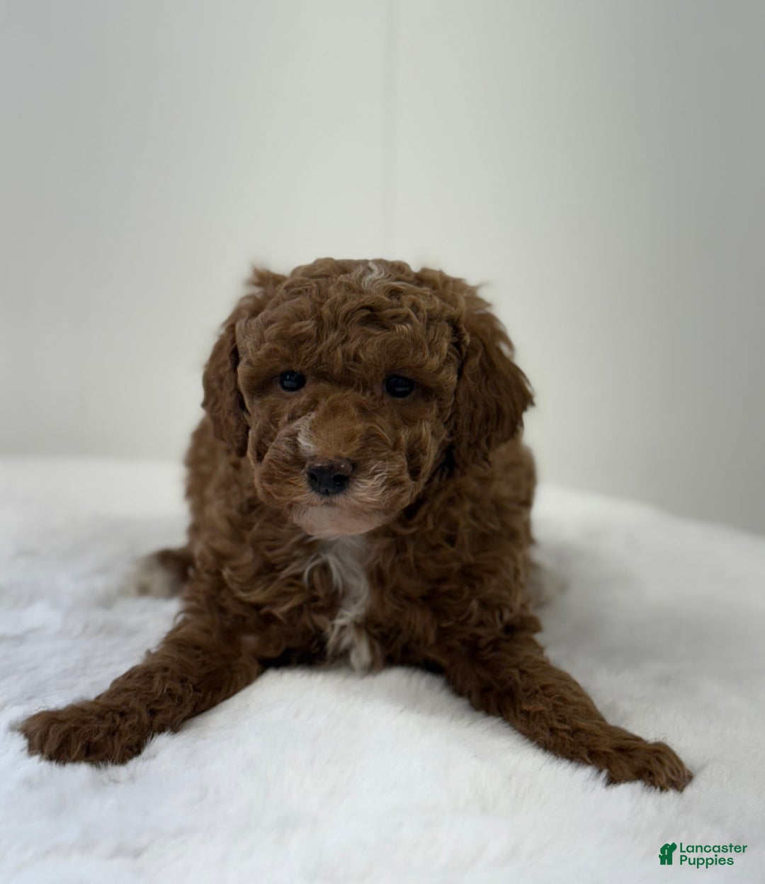Mini Goldendoodle dogs for sale: Paisley  - Ad 11