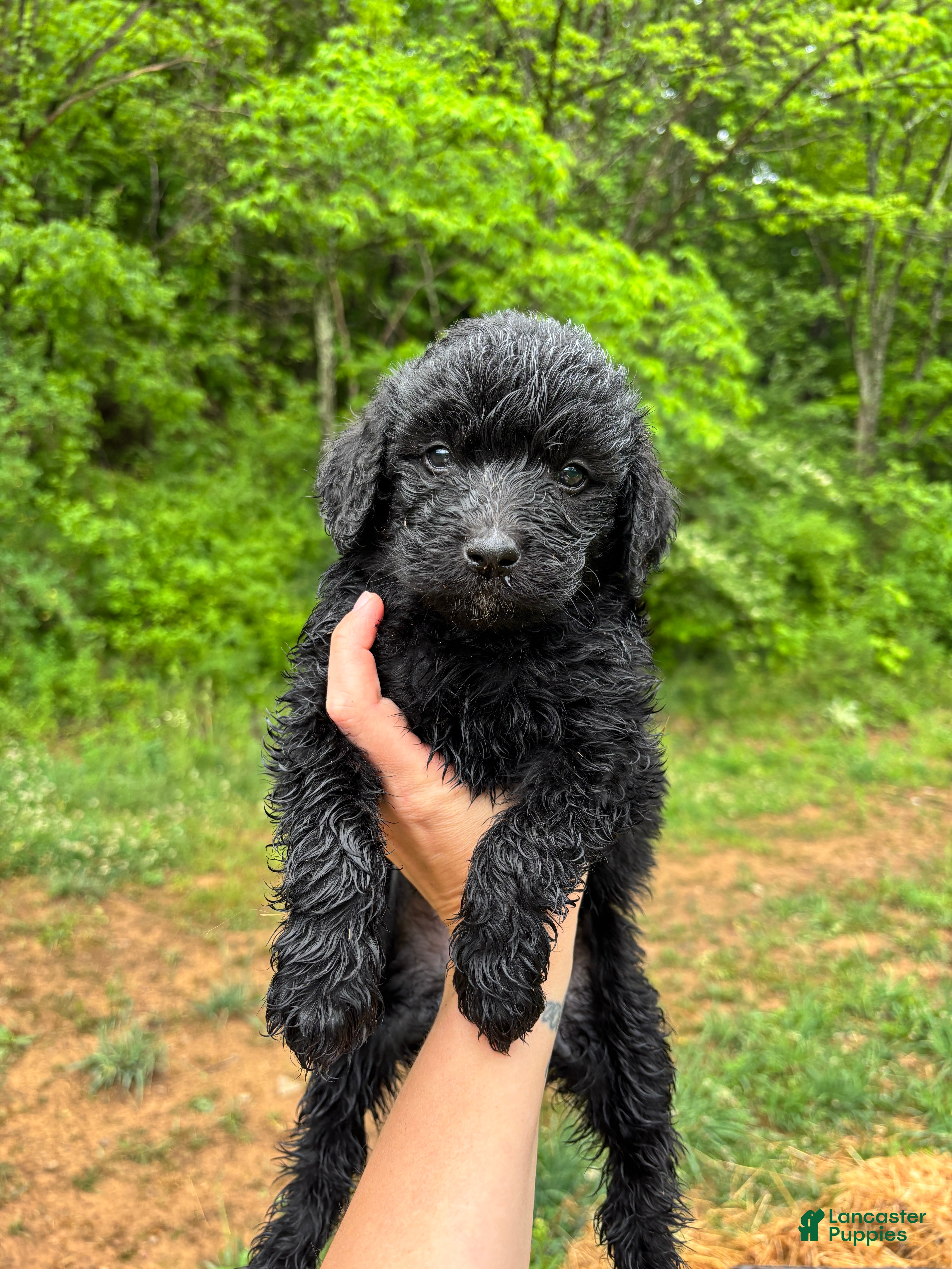 Bernedoodle dogs Bernedoodle Puppy 6 - Ad 1
