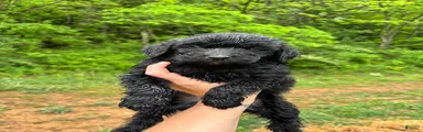 Bernedoodle Puppy 6