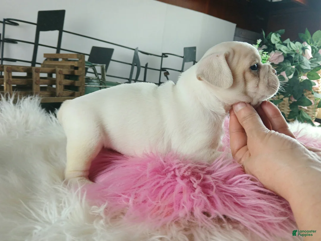 French Bulldog dogs for sale: French Bulldog Pups, NATIONWIDE DELIVERY  - Ad 5