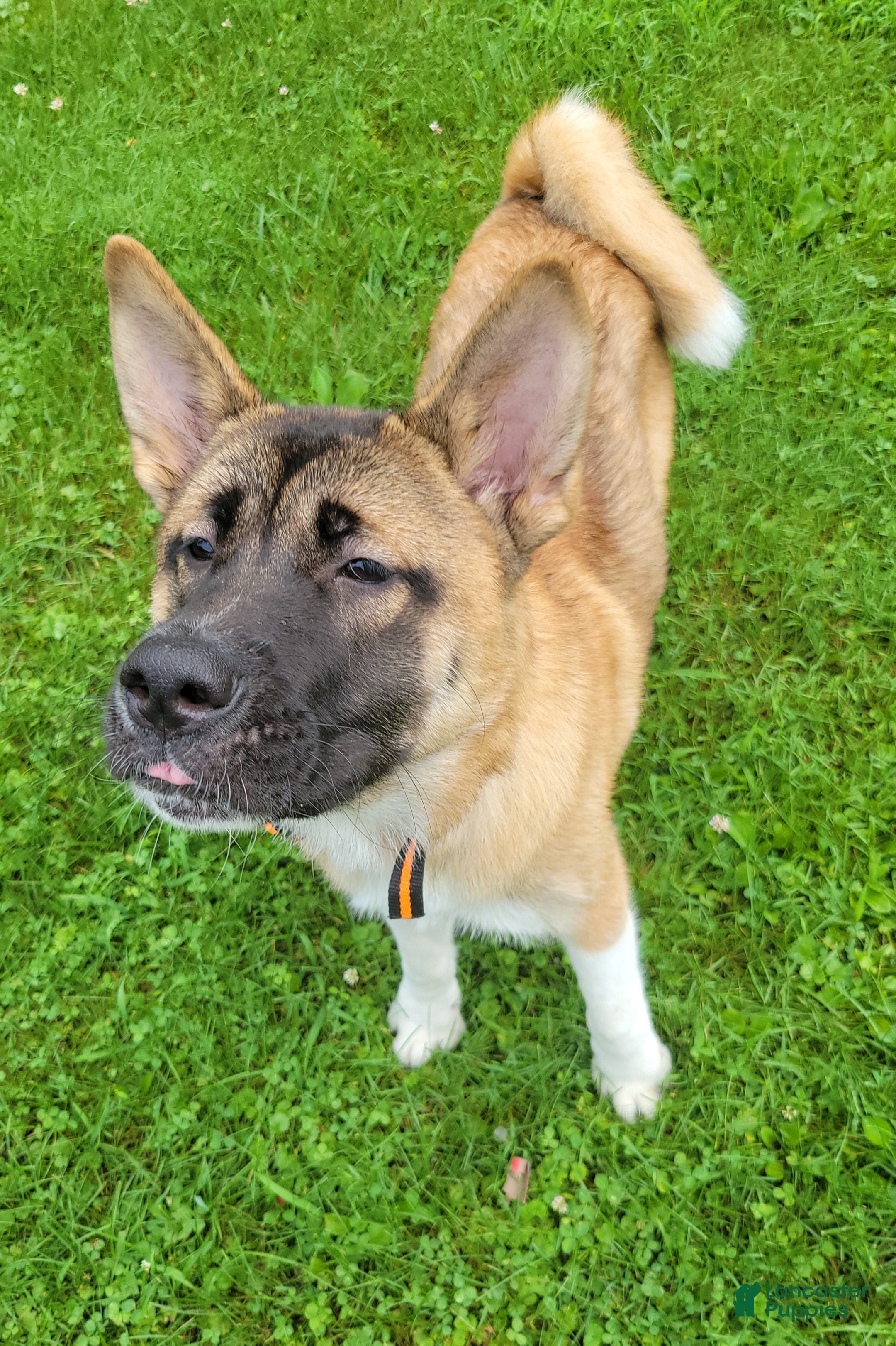 Akita dogs Akita 1 - Ad 15