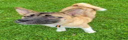 Akita dogs for sale: Akita 1 - Ad 1