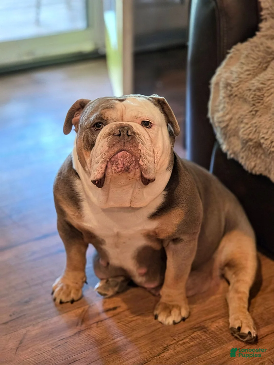 Olde English Bulldogge dogs for sale: Olde English Bulldogge 2 - Ad 2