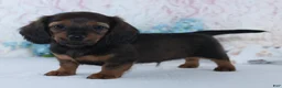 Miniature Dachshund dogs for sale: Harper - Ad 1