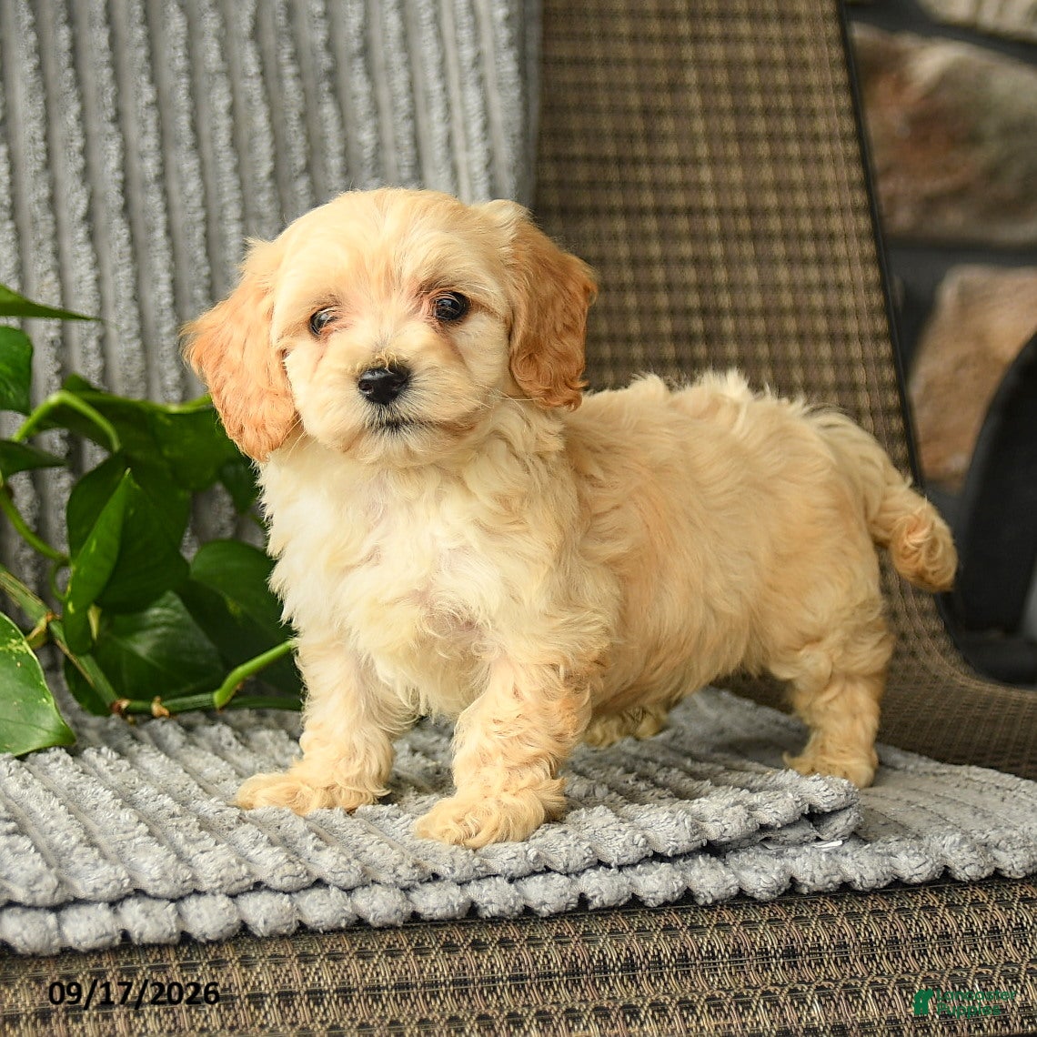 Bichpoo dogs Chris - Ad 1