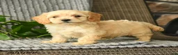 Bichpoo dogs for sale: Chris - Ad 1