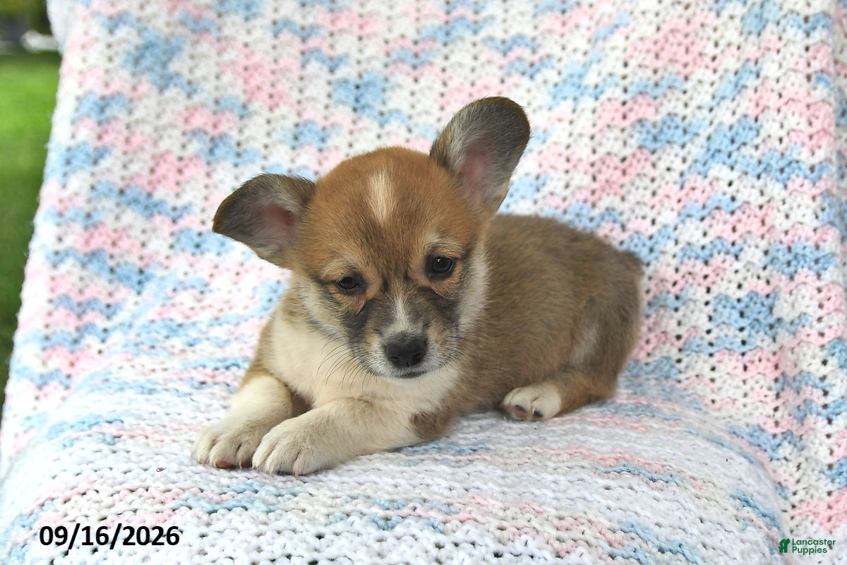 Welsh Corgi Pembroke dogs Alfie - Ad 2