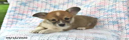 Welsh Corgi Pembroke dogs for sale: Alfie - Ad 2