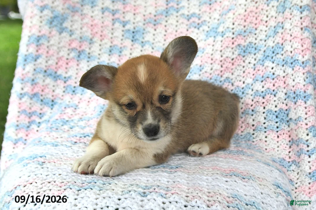 Welsh Corgi Pembroke dogs for sale: Alfie - Ad 2