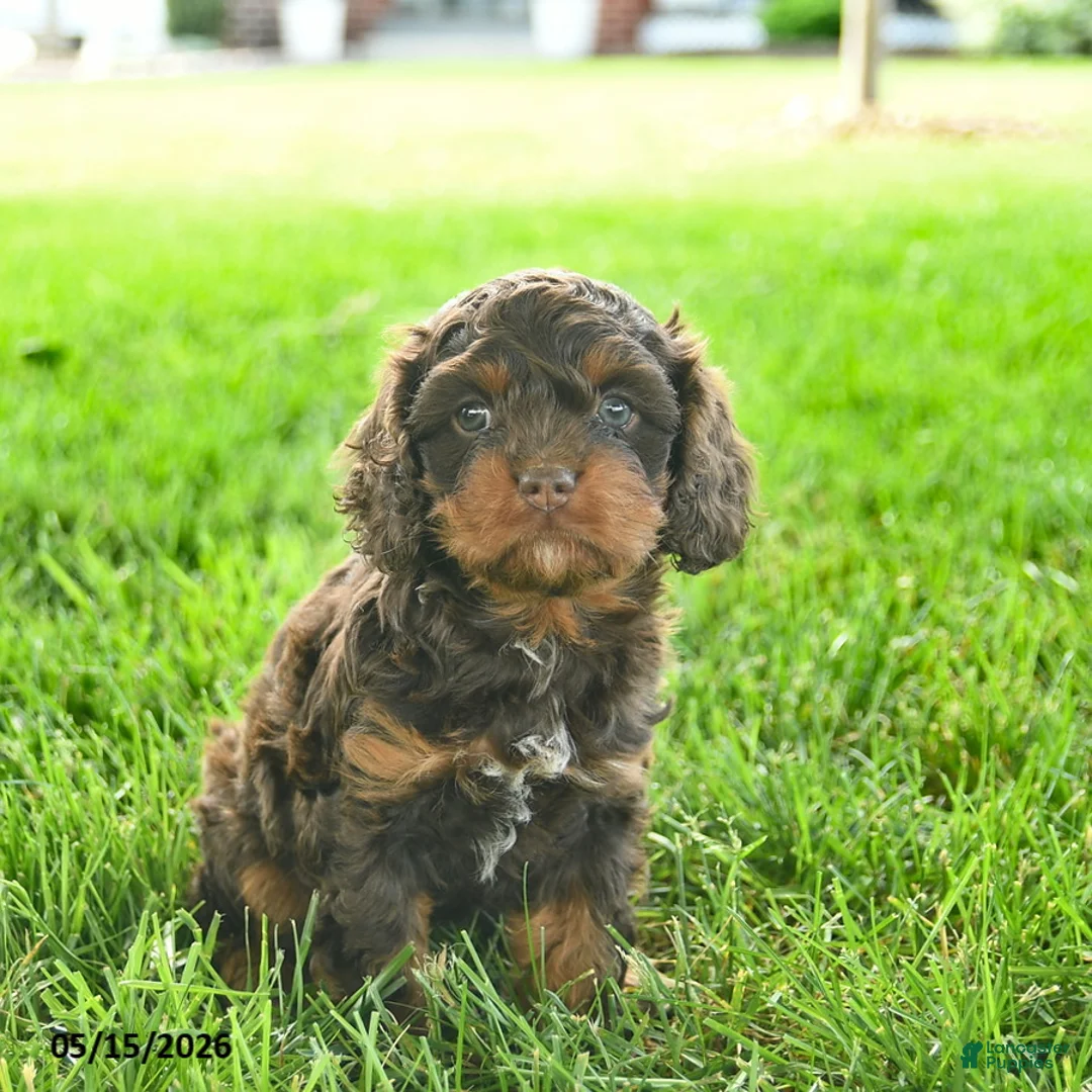 Cavapoo dogs for sale: Lexie  - Ad 3