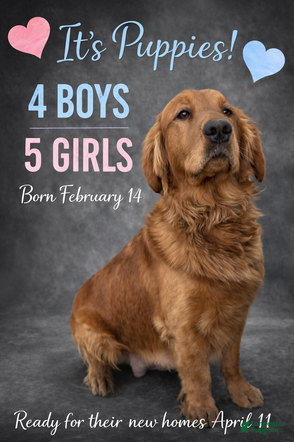 Golden Retriever dogs Dolly - Ad 2