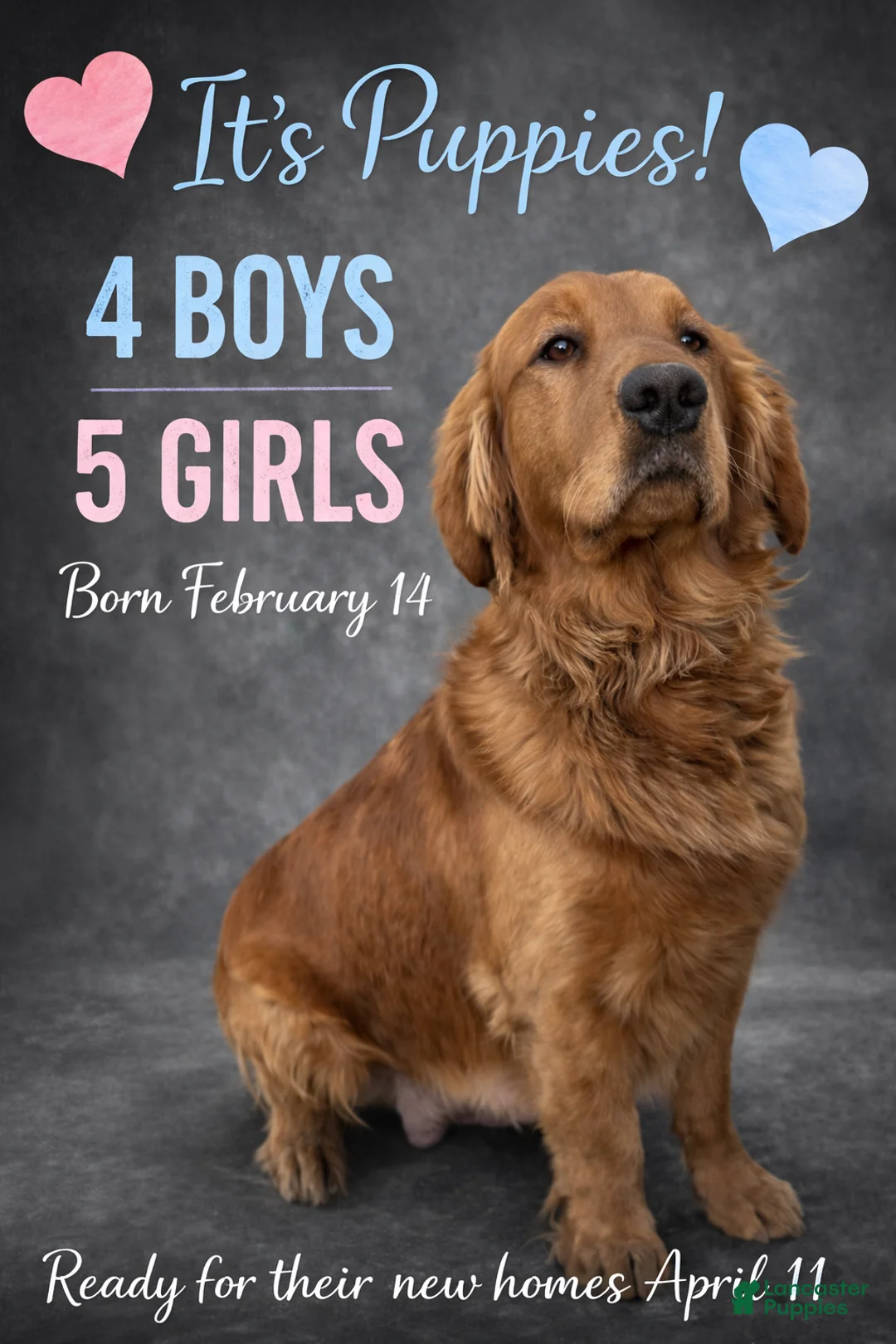 Golden Retriever dogs for sale: Kane - Ad 2