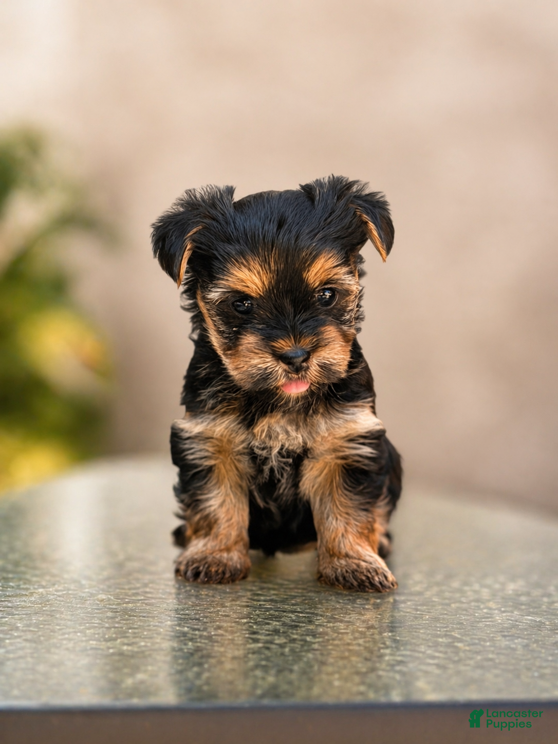 Yorkshire Terrier dogs Yorkshire Terrier Puppy 1 - Ad 2