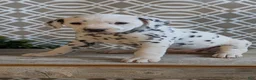 Dalmatian dogs for sale: Kylie - Ad 5