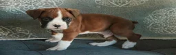 Boxer dogs for sale: Fred - Ad 2