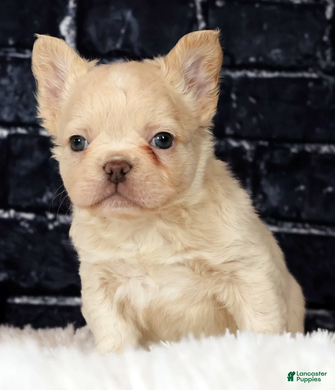 French Bulldog dogs for sale: Bailey - Ad 2