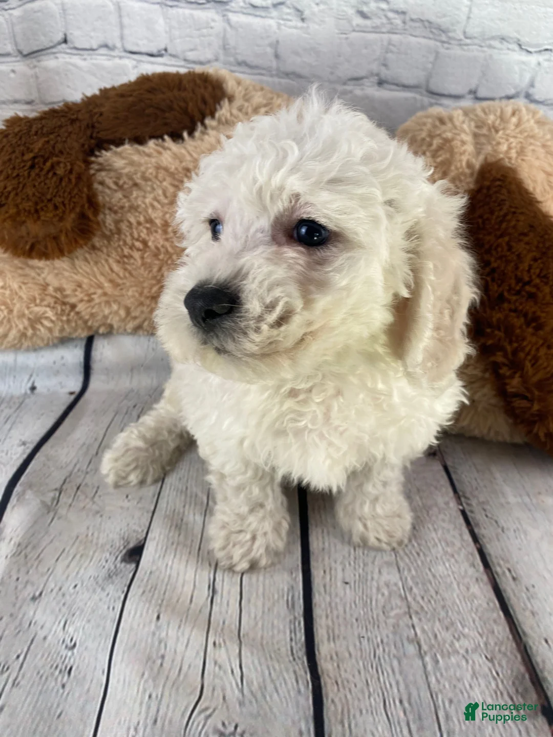 Bichon Frise dogs for sale: Cash - Ad 4