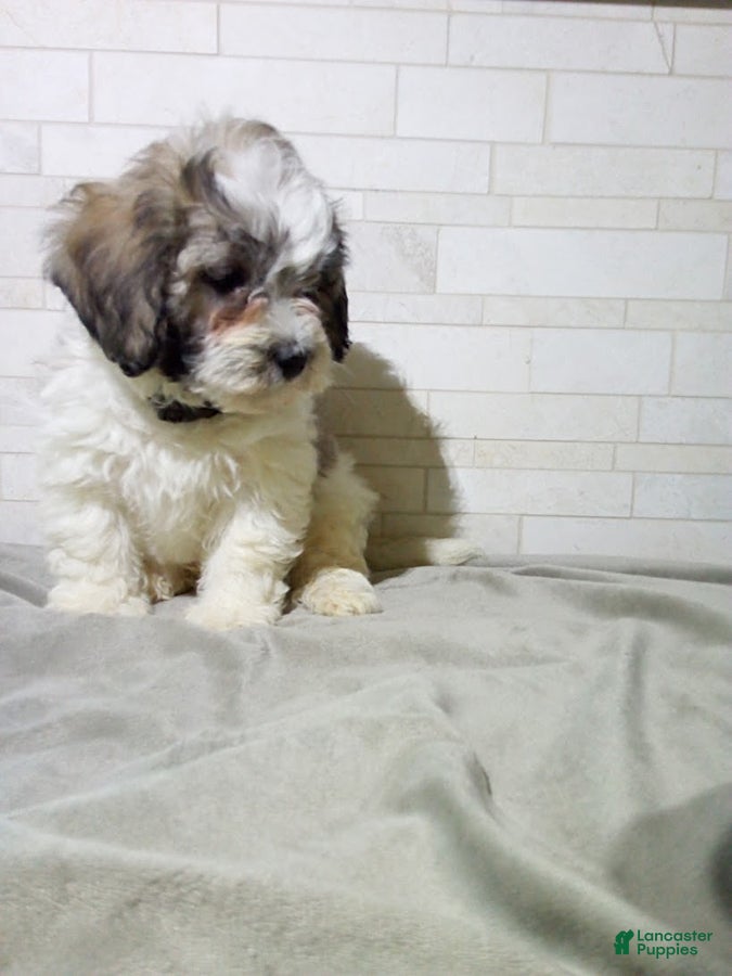 Maltipoo dogs Gordon - Ad 2