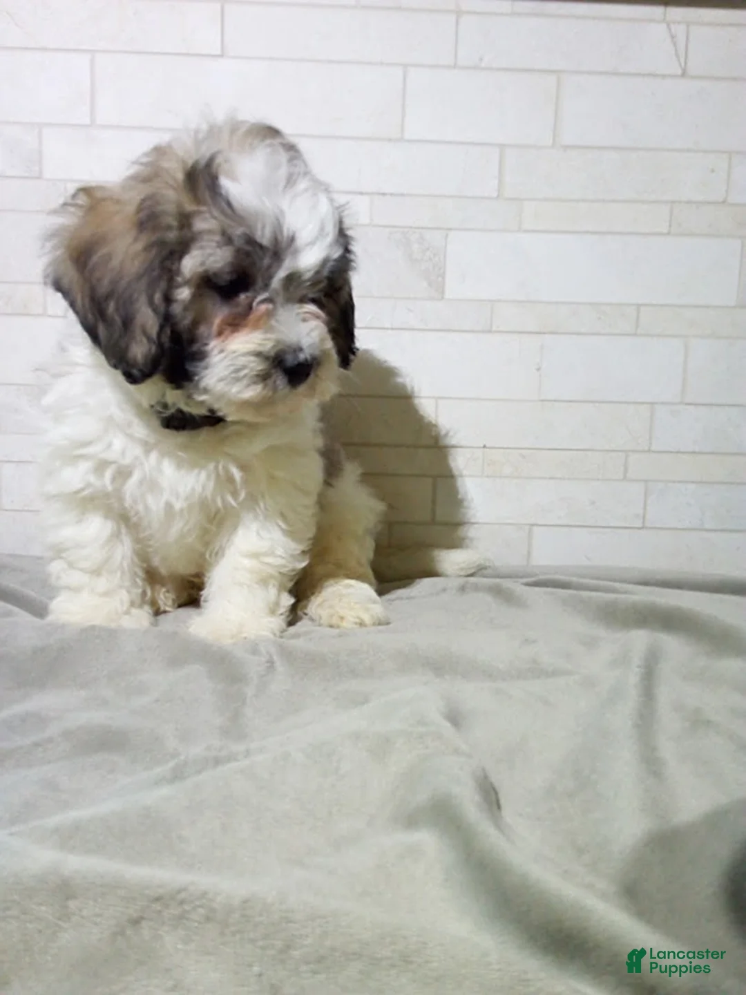 Maltipoo dogs for sale: Gordon - Ad 2