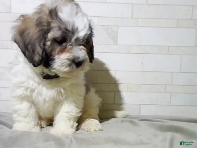 Maltipoo dogs for sale: Gordon - Ad 2