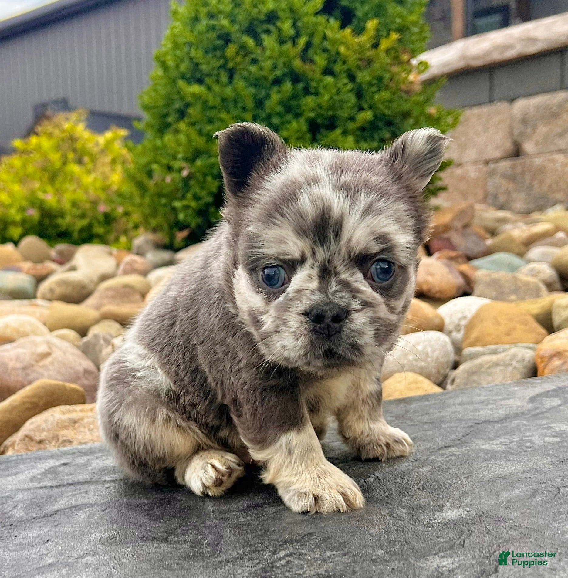 French Bulldog dogs Damon - Ad 2
