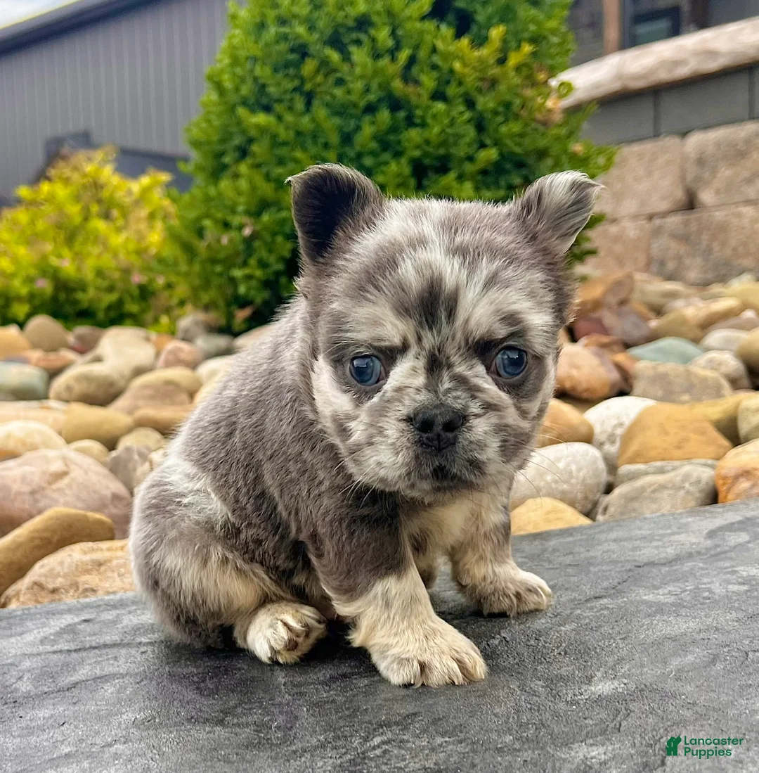 French Bulldog dogs for sale: Damon - Ad 2
