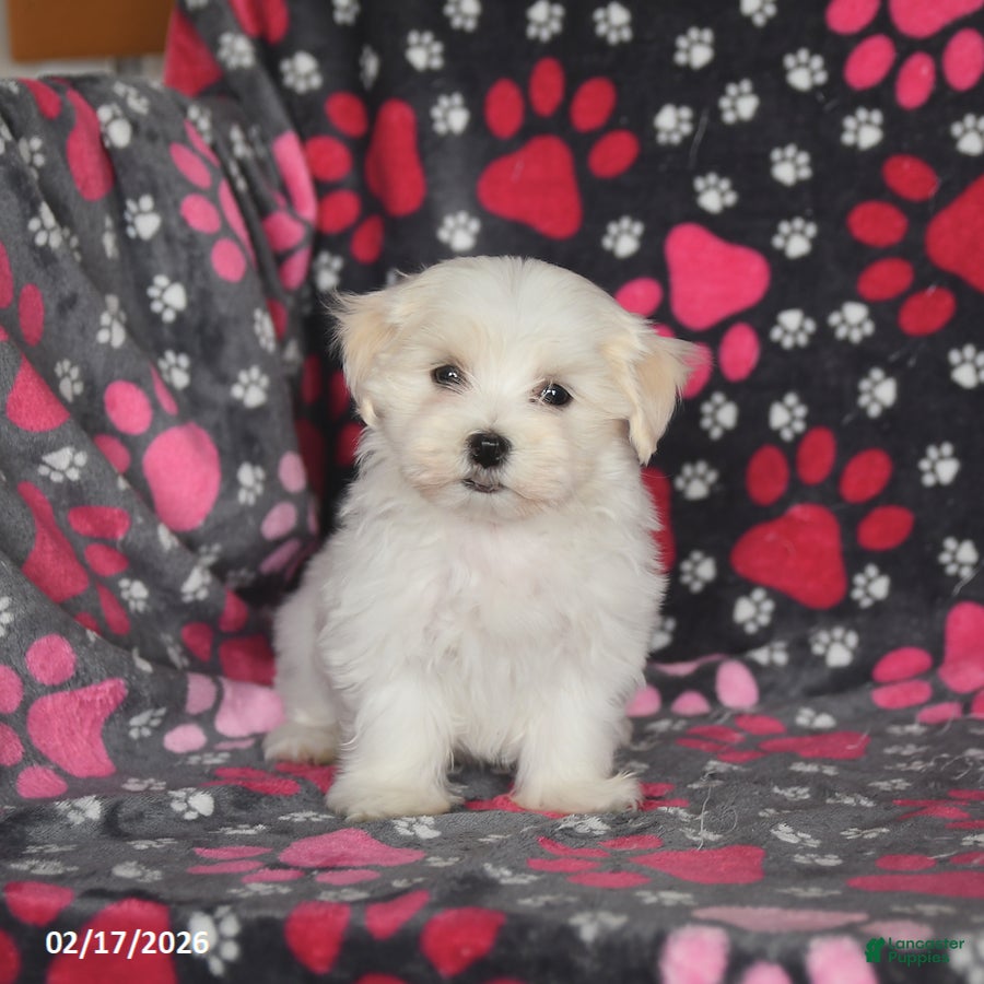 Maltese dogs Felix - Ad 2