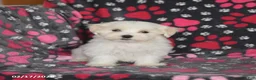 Maltese dogs for sale: Felix - Ad 2