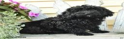 Aussiedoodle dogs for sale: Rex - Ad 3