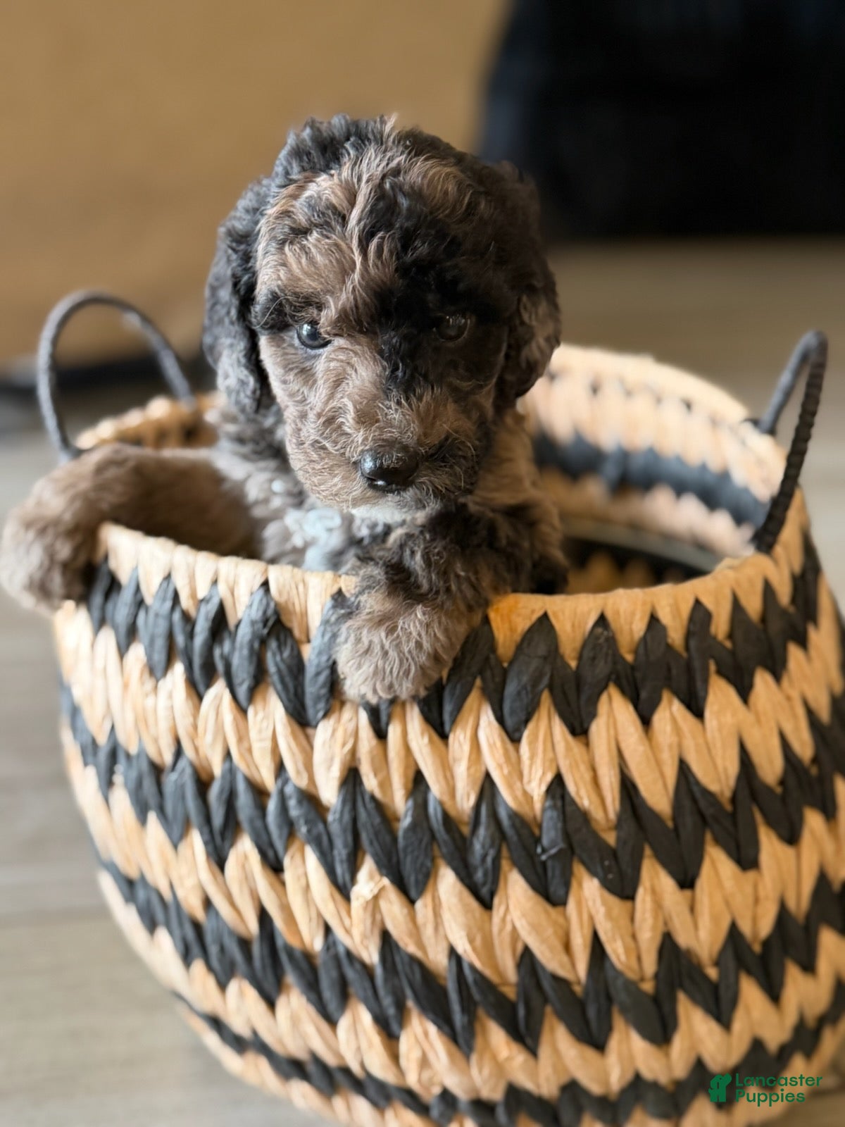 Labradoodle dogs Snickers - Ad 2